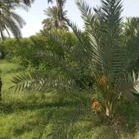 فروش ثمر باغ روستای نوبند