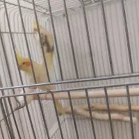 جفت مولد عروس|پرنده|خمین, |دیوار