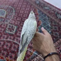 جوجه عروس هلندی
