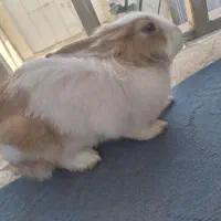 خرگوش