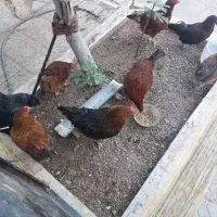 مرغ های تخم کن