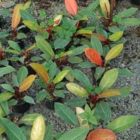 گلخانه ابریشم|گل و گیاه طبیعی|گوراب زرمیخ, |دیوار