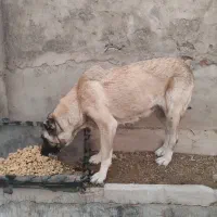 سگ سرابی اصیل