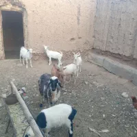 بزغاله سانن