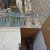 عروس هلندی،گرینچیک،برزیلی،ملنگو،مرغ عشق|پرنده|بندر کنگان, |دیوار