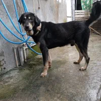 ماده سرابی و نر پژدر