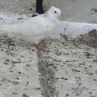 ی جفت طوقی اس ب فروش میرسد