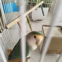 جفت برزیلی بالغ