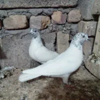 کبوتر پاکستانی و تهرانی|پرنده|هامون, |دیوار