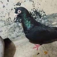 زاغ آبادانی