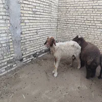 دوعدد گوسفند