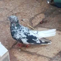 فروش نر کوهی دم سفید|پرنده|اهواز, اسلام آباد غربی|دیوار