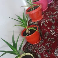 گل طبیعی|گل و گیاه طبیعی|مشهد, گلبرگ شمالی|دیوار