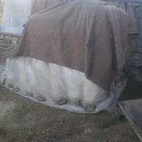 یونجه پرس ۸۰۰ کیلو|حیوانات مزرعه|دیواندره, |دیوار