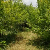فروش زمین ۵۰۰ متری روستای شیخ میری|فروش زمین و ملک کلنگی|بروجرد, |دیوار
