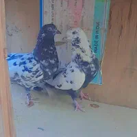 سلام پنج عدد کبوتر سالم سرحال به فروش میرسد|پرنده|میناب, |دیوار