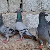 کبوتر پلاکی