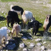 تعداد هشت راس بز داشتی جوان بفروش می رسد رسد