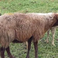 گوسفند آبستن وشیر کرده|حیوانات مزرعه|شیرگاه, |دیوار