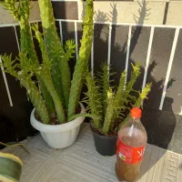 گلهای خانگی|گل و گیاه طبیعی|نیشابور, بزرگمهر|دیوار