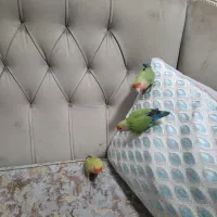 سه عدد طوطی برزیلی نروماده دستباز|پرنده|سنندج, |دیوار