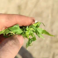 فروش یک تون جاشیر برای