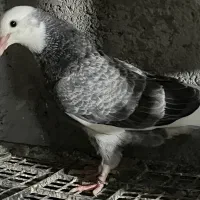 جوجه کفتر|پرنده|محمدشهر, عباس آباد|دیوار