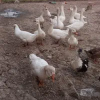 فروش قوغاز،نمیچه اسرائیلی و محلی و اردک بالغ