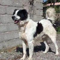 واگذاری یک عدد سگ قدرجونی اصیل،نر،۱۰ماهه