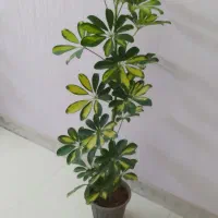 شفلرا ابلق بلند