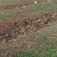 اجاره زمین کشاورزی