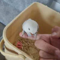 جوجه طوطی کوتوله سرلاکی|پرنده|زرند, |دیوار