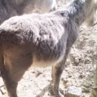 فروش الاغ و کره الاغ