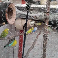 ۴ جفت مرغ عشق و قفس
