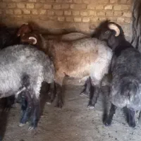 با سلام فروش سه عدد بره