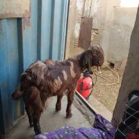 فروش نره بز