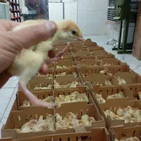 بوقلمون گوشتی2روزه|حیوانات مزرعه|جیرفت, |دیوار