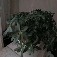 گل بنسای