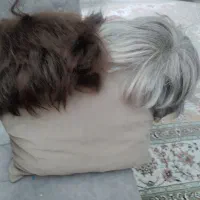 کلاه گیس زنانه،مردانه|آرایشی، بهداشتی، درمانی|چهارباغ, |دیوار