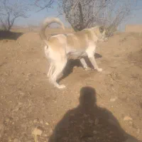 سگ سرابی نگهبان