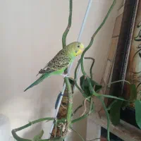 مرغ عشق