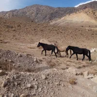 تعدای اسب نژاد دار و اصیل