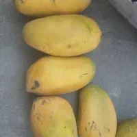 انبه سوپر لوکس درجه یک قلمی ضمانطی
