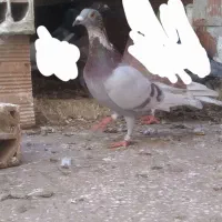 کبوتر مسافتی فیلی و سفید|پرنده|مینودشت, |دیوار