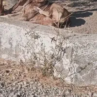 گمشده|حیوانات|ارومیه, |دیوار