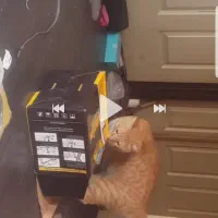 گربه ی توپولی زرد تو اطراف خ صدوقی و اینا کم|حیوانات|ارومیه, |دیوار