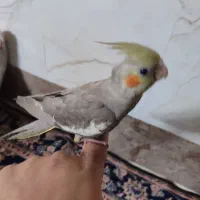 عروس هلندی نژاد دار دستی