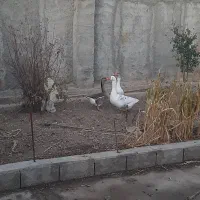 سه عدد غاز هر کدام به قیمت ۱ونیم میلیون تومان|حیوانات مزرعه|مشگین شهر, |دیوار