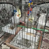 یک جفت عروس هلندی نر ماده مست اماده حفت گیری