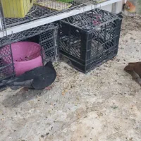 فروش کبوتر درجای